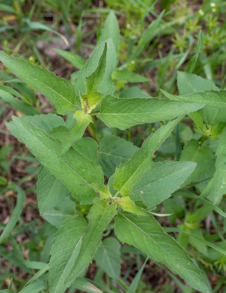 Fresh young wild bee balm or Monarda fistulosa