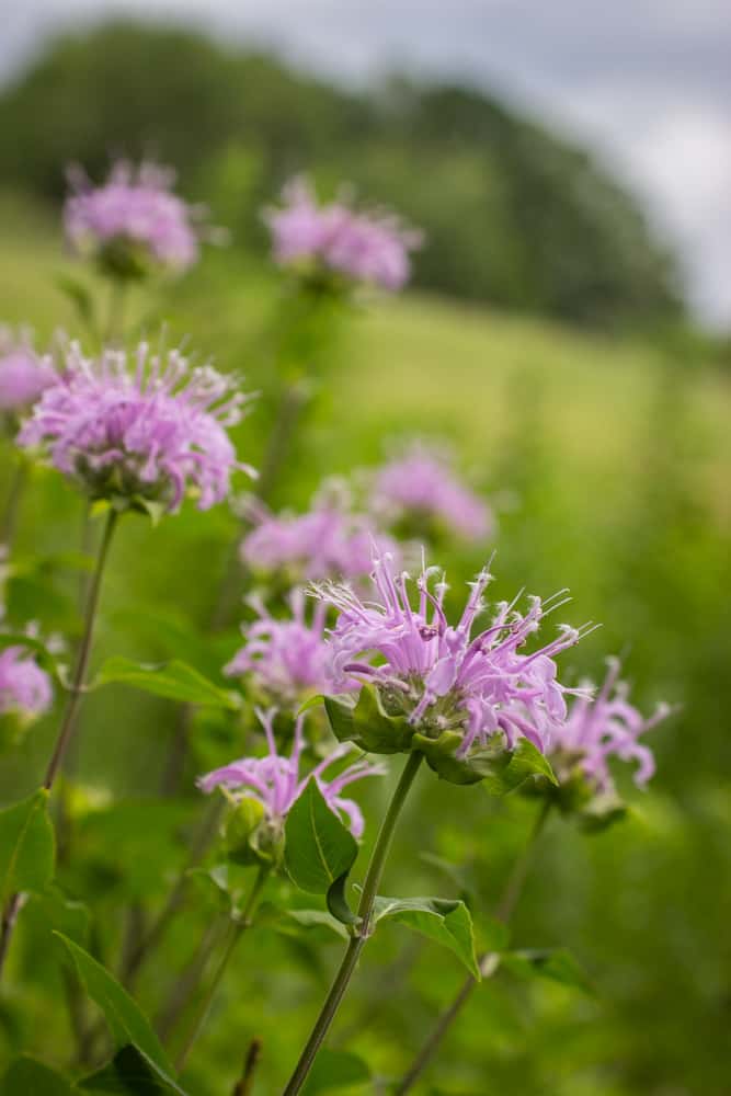 Wild bee balm flowers or Monarda fistulosa in a field