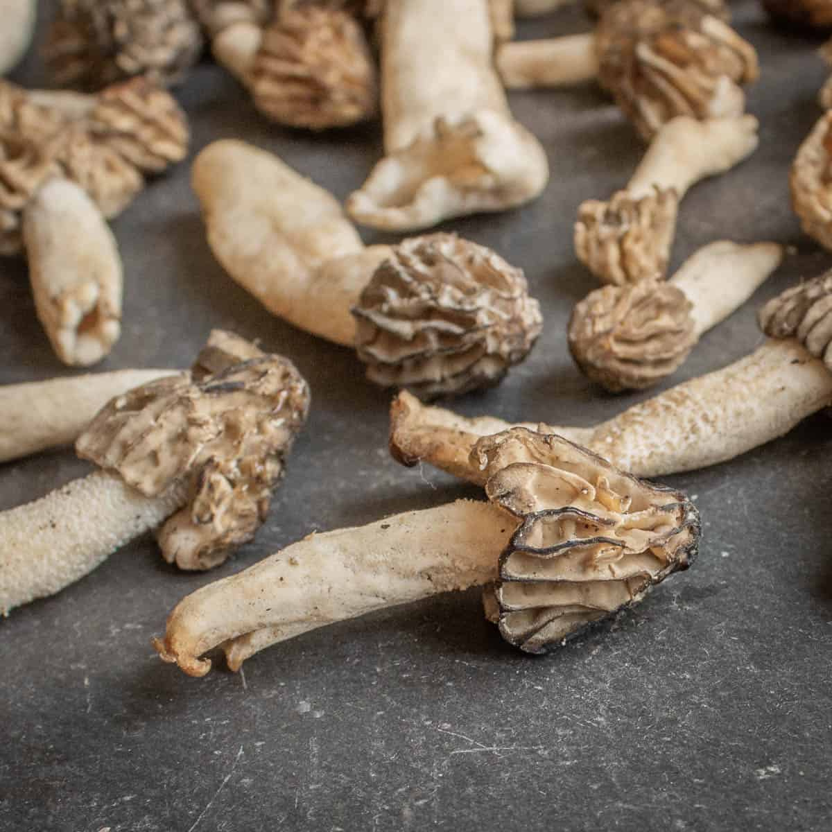 half-free morels morchella punctipes