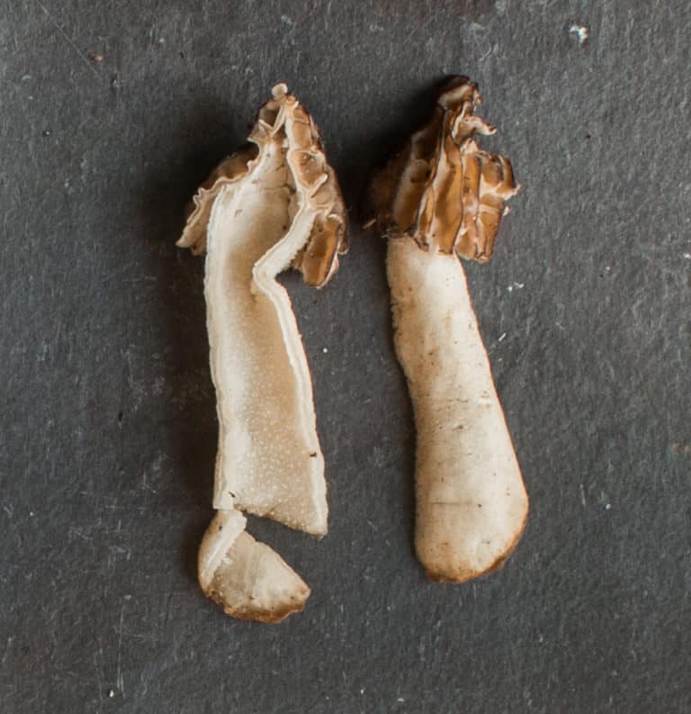 HalfFree Morel Mushrooms (Peckerheads)