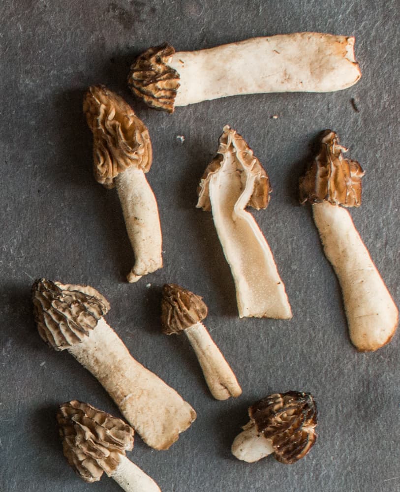 half-free morels morchella punctipes