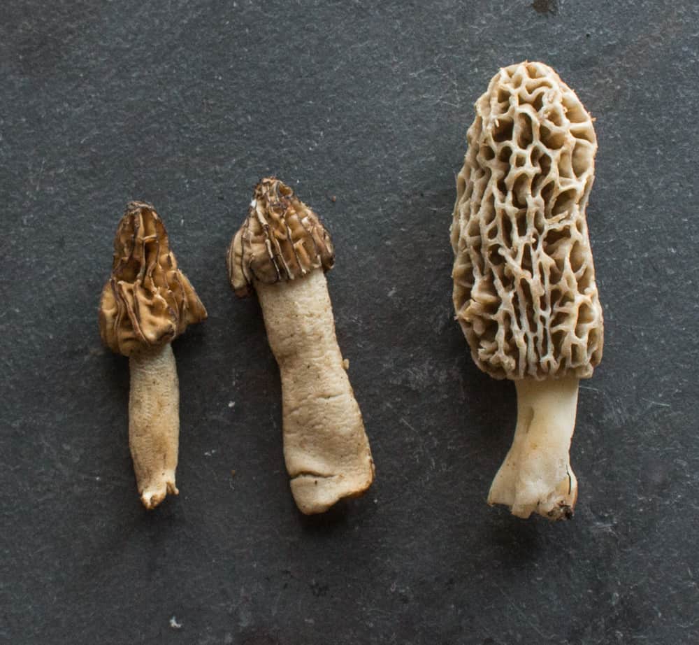 Half free morels or peckerheads and true morels morchella americana and morchella punctipes 