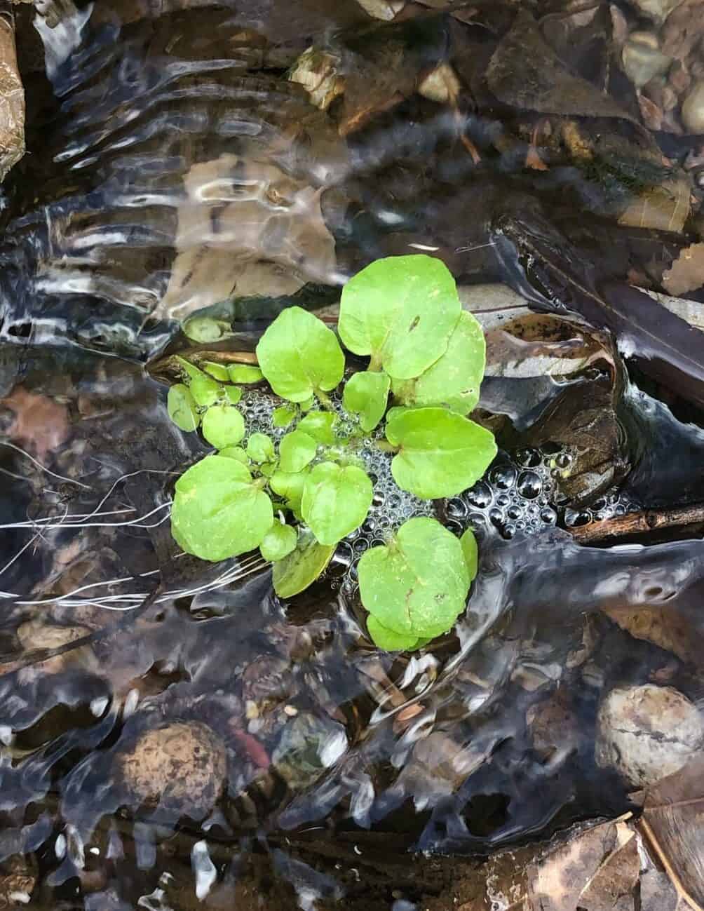 Very young small watercress 