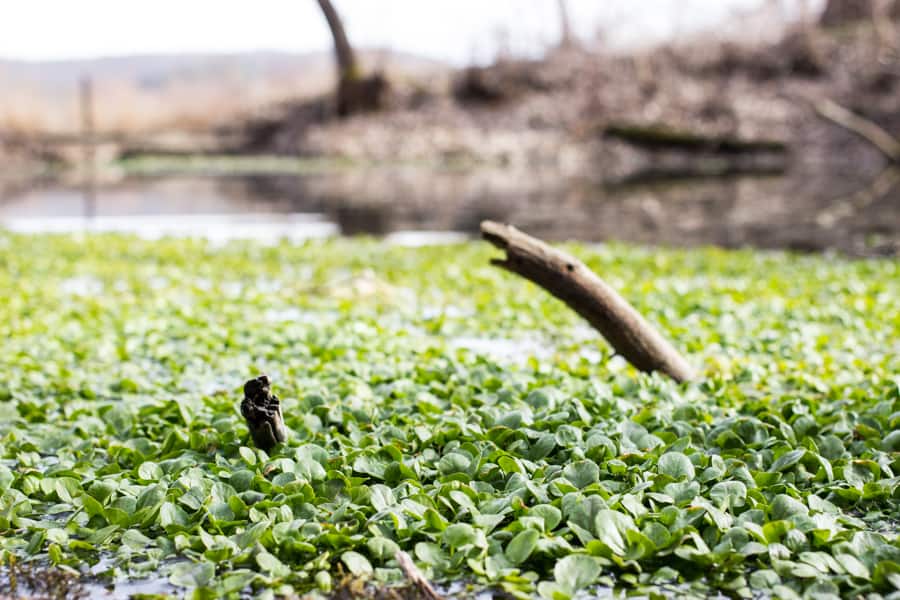 Wild Watercress