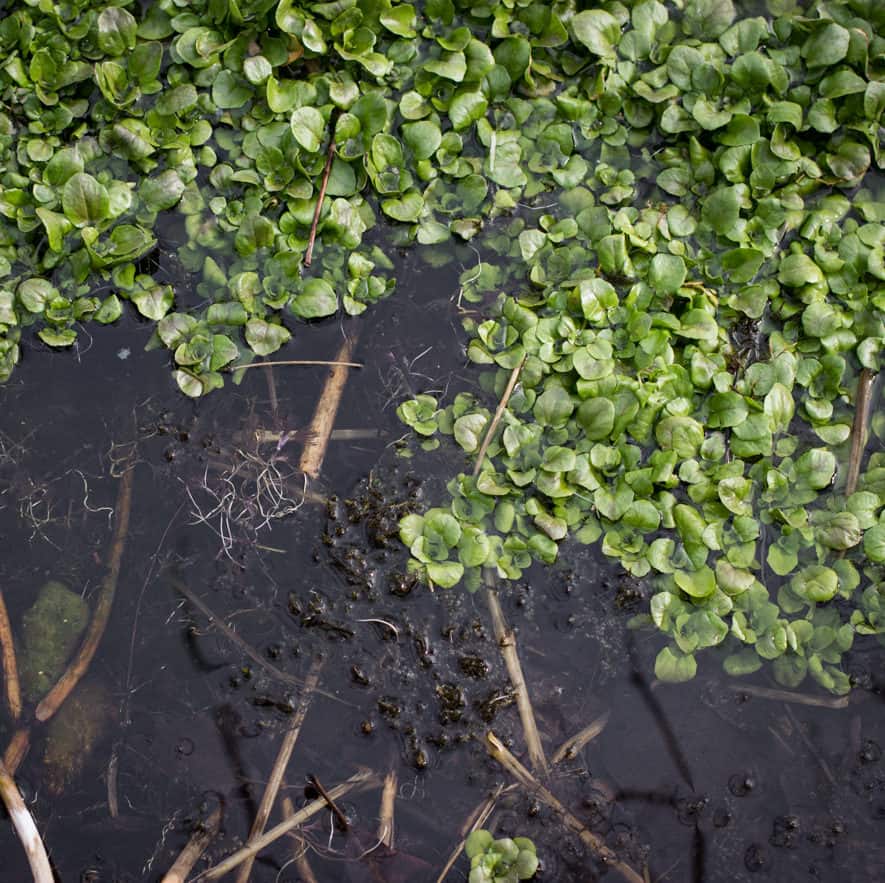 Wild Watercress