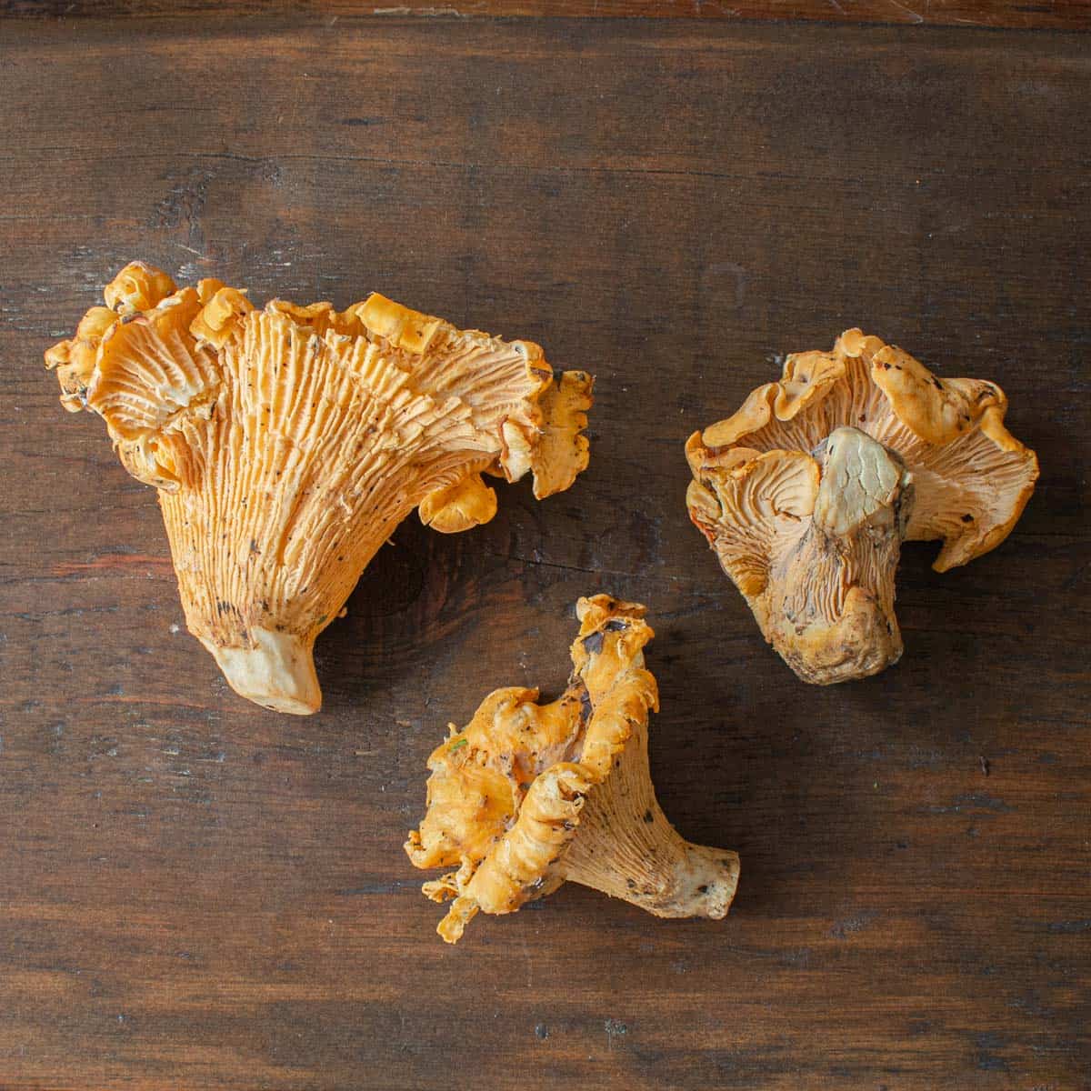 Cantharellus Subalbidus