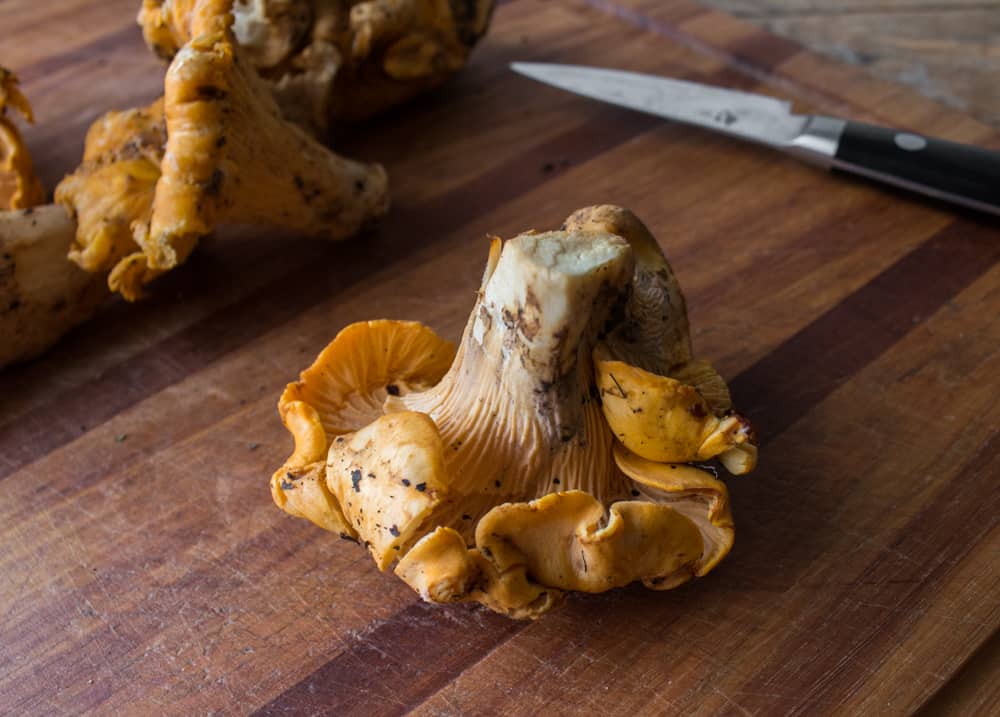 Cantharellus californicus 