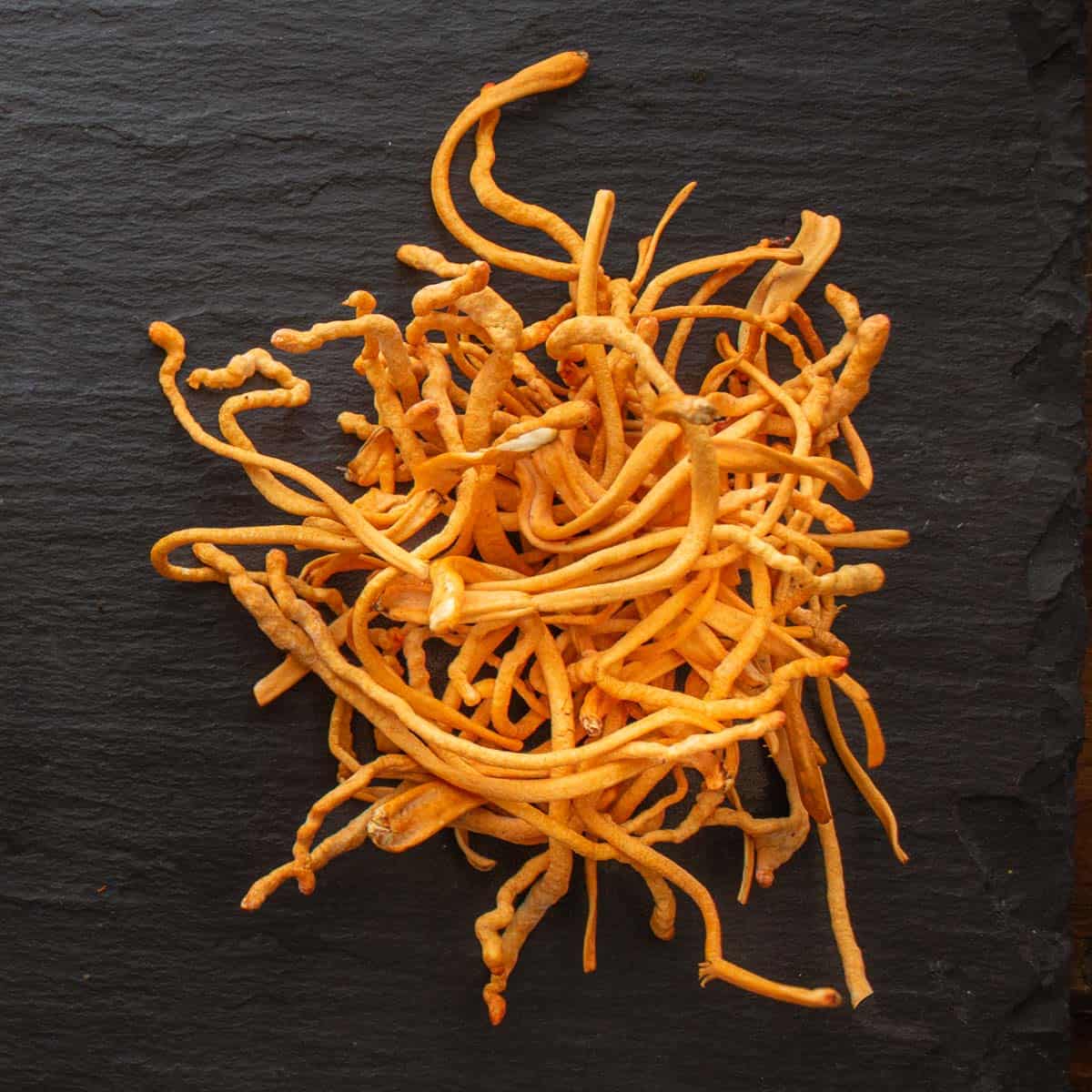 Cordyceps militaris