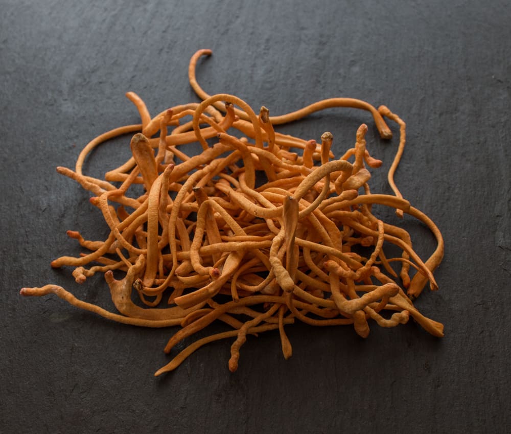 Cordyceps, edible, militaris,