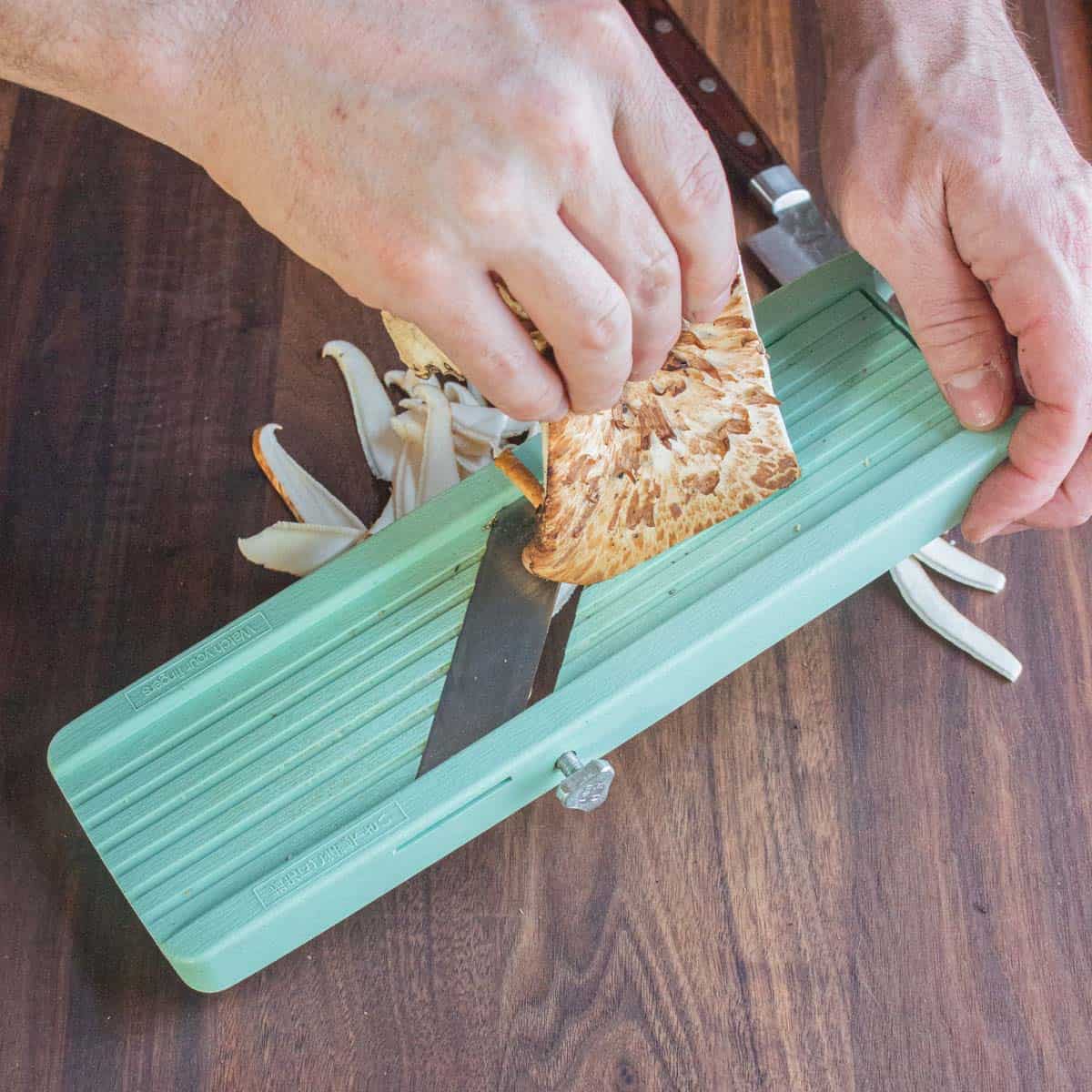 Shaving dryad saddle or pheasant back mushrooms on a mandoline