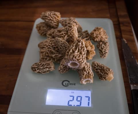 Weighing out whole morel mushrooms for a recipe