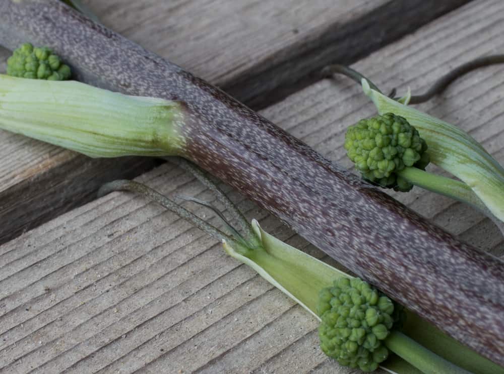 Foraging for edible carrion flower shoots, or smilax / greenbriar