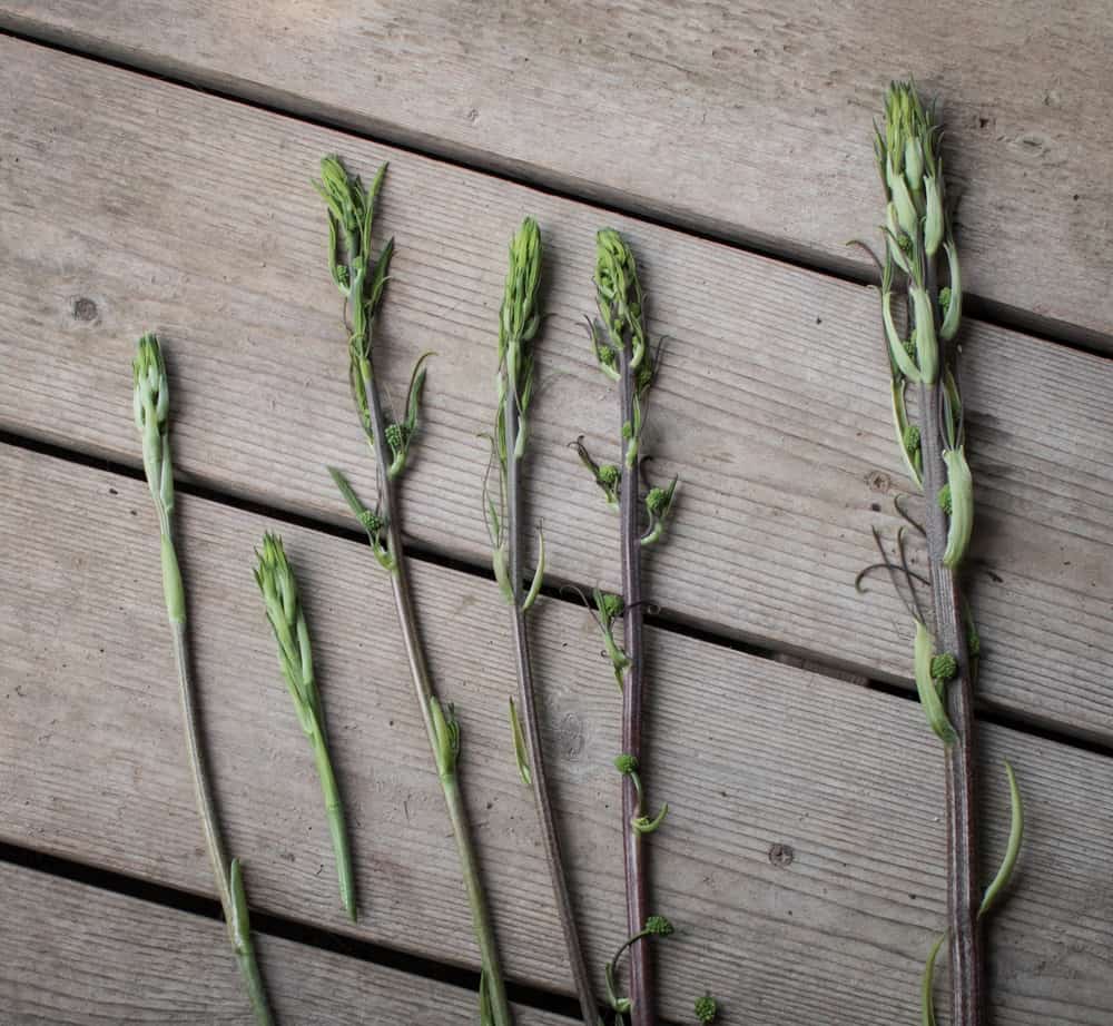 Foraging for edible carrion flower shoots, or smilax / greenbriar