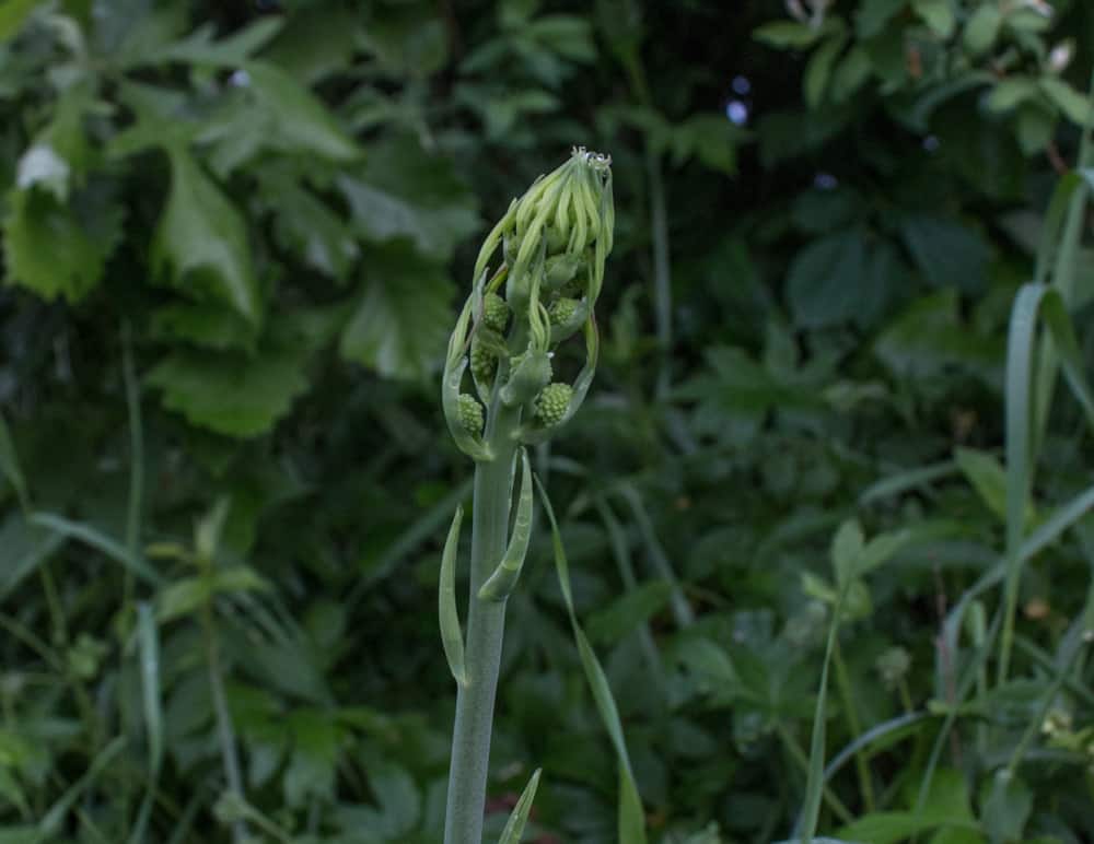 Foraging for edible carrion flower shoots, or smilax / greenbriar