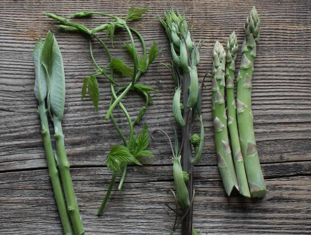 Foraging for edible carrion flower shoots, or smilax / greenbriar