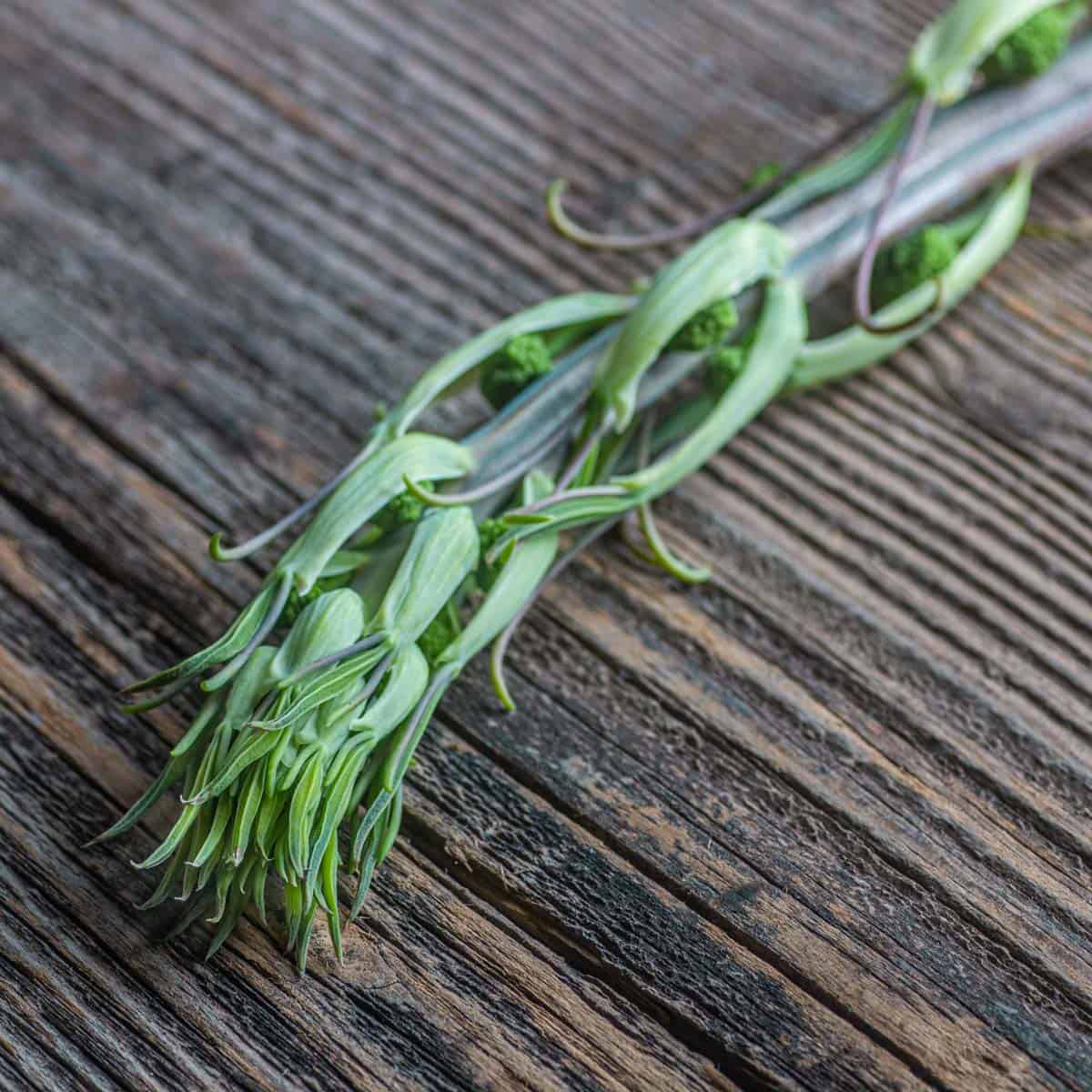 Foraging for edible carrion flower shoots, or smilax / greenbriar