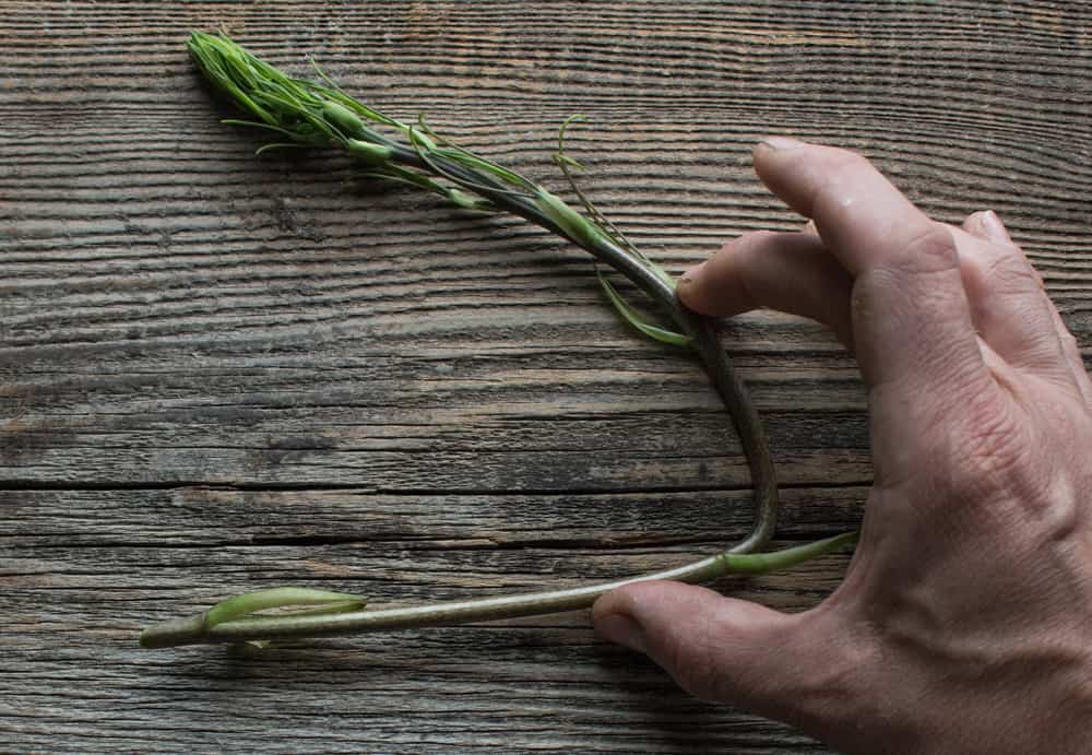 Foraging for edible carrion flower shoots, or smilax / greenbriar