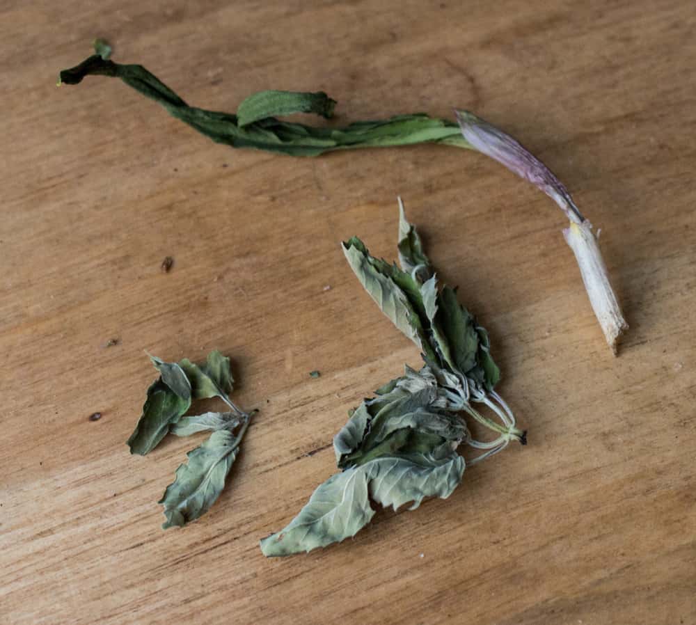 Dried bergamot and ramp leaves