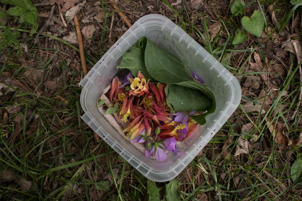 Foraging and transporting wild flowers