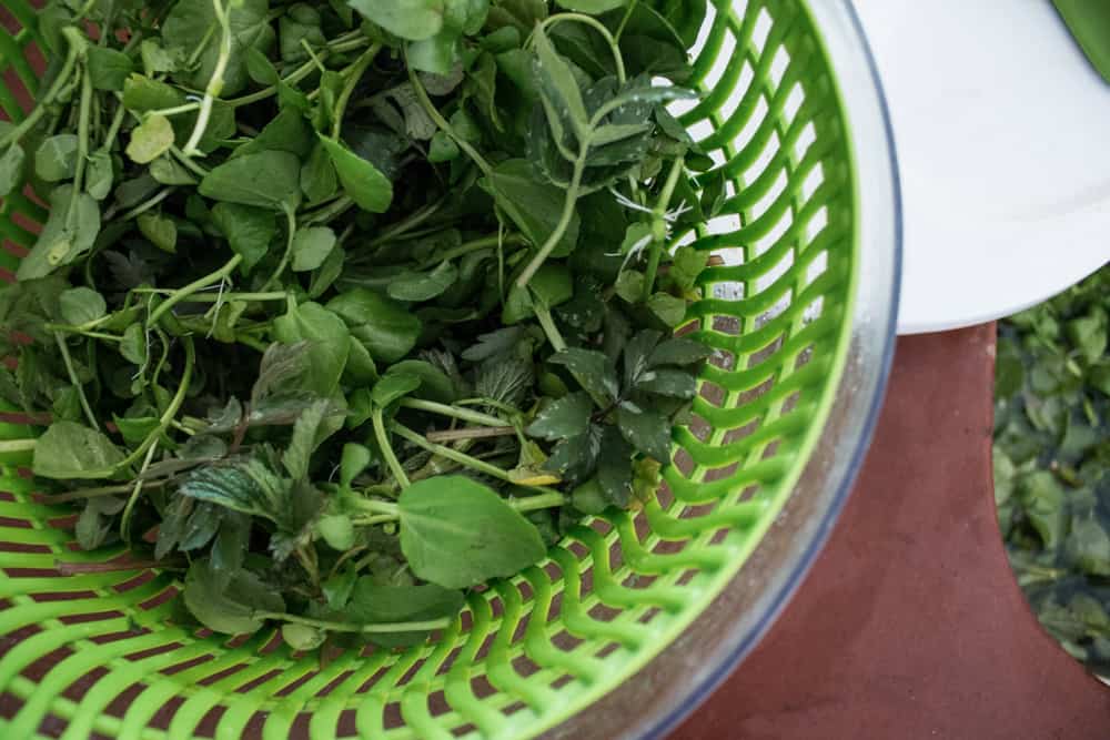 How to forage and store wild greens