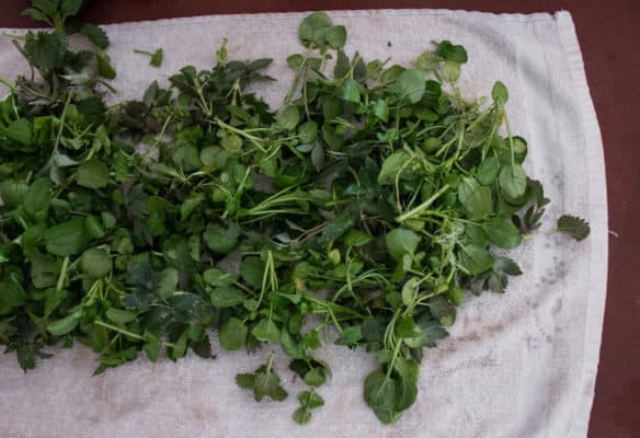 How to forage and store wild greens