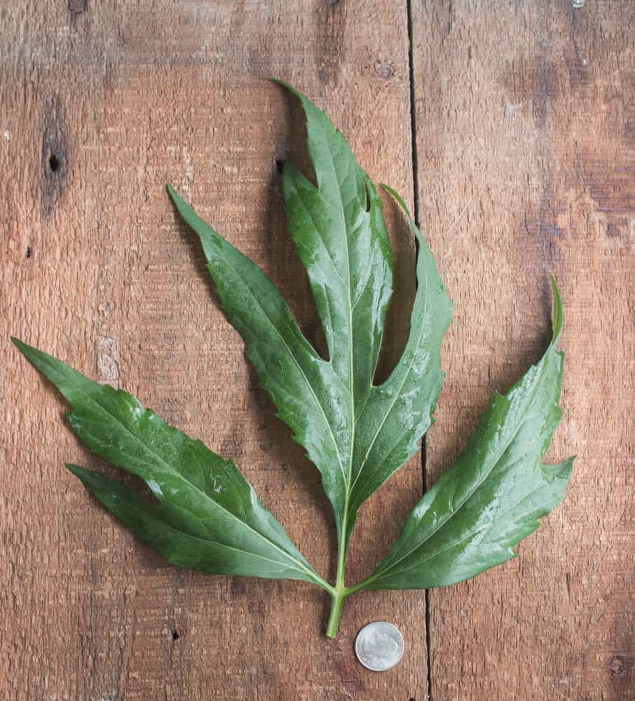 Edible Sochan, or Rudbeckia laciniata, cut leaf coneflower