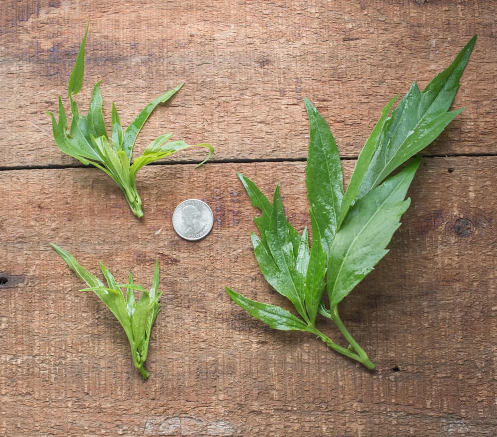 Sochan, or Rudbeckia laciniata, cut leaf coneflower