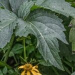 Edible fall leaves of sochan or Rudbeckia laciniata