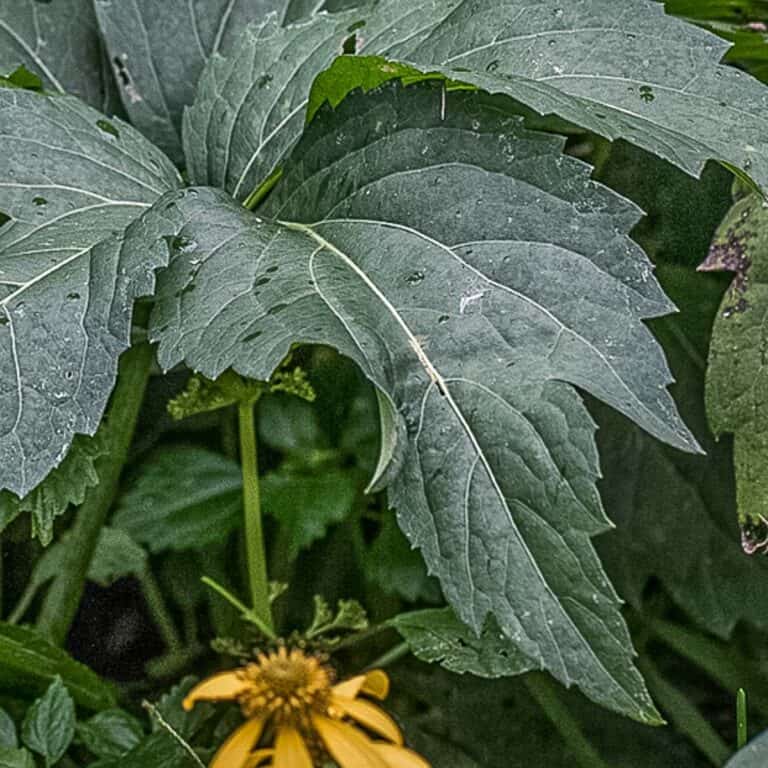 Edible fall leaves of sochan or Rudbeckia laciniata