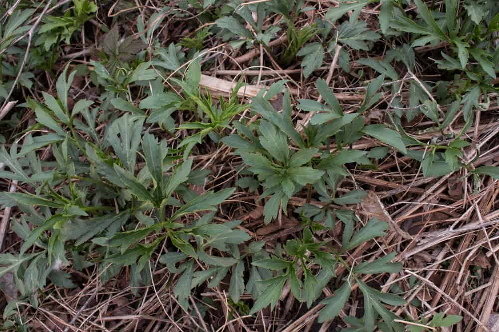 Sochan, or Rudbeckia laciniata, cut leaf coneflower