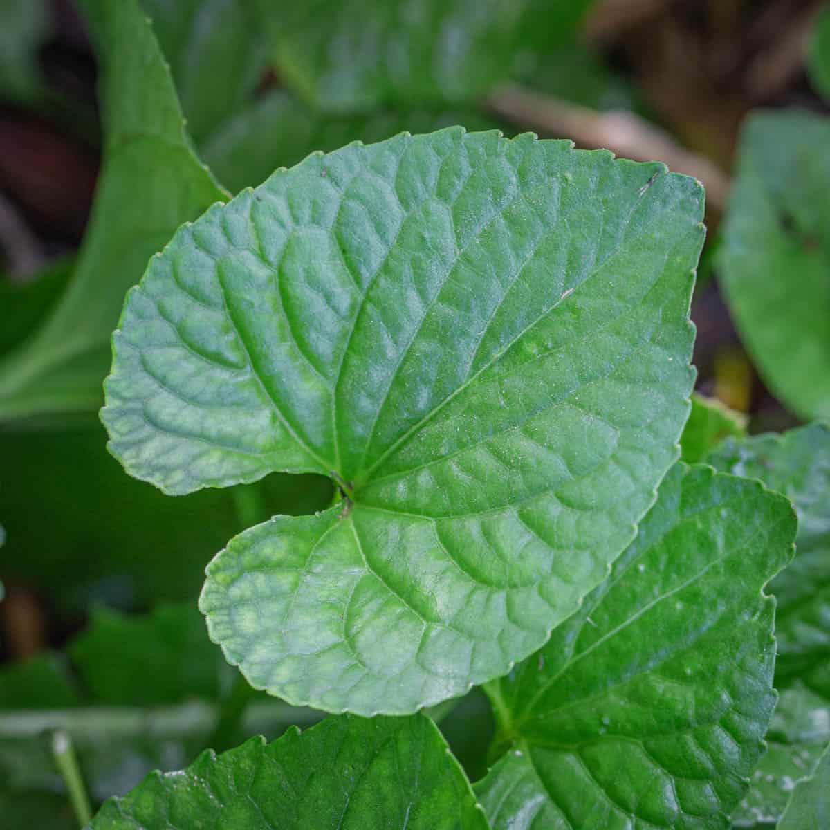 Common edible violets