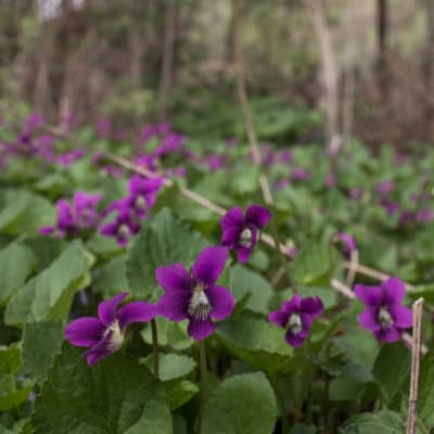 Wild edible violets