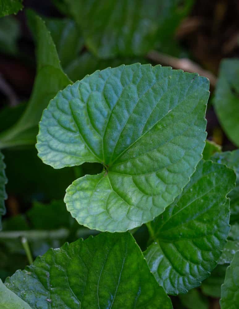 Common edible violets