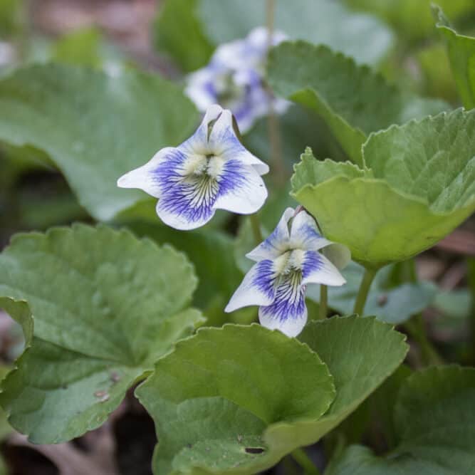 Wild edible violets