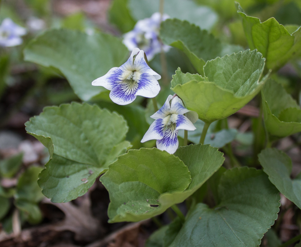 Wild edible violets