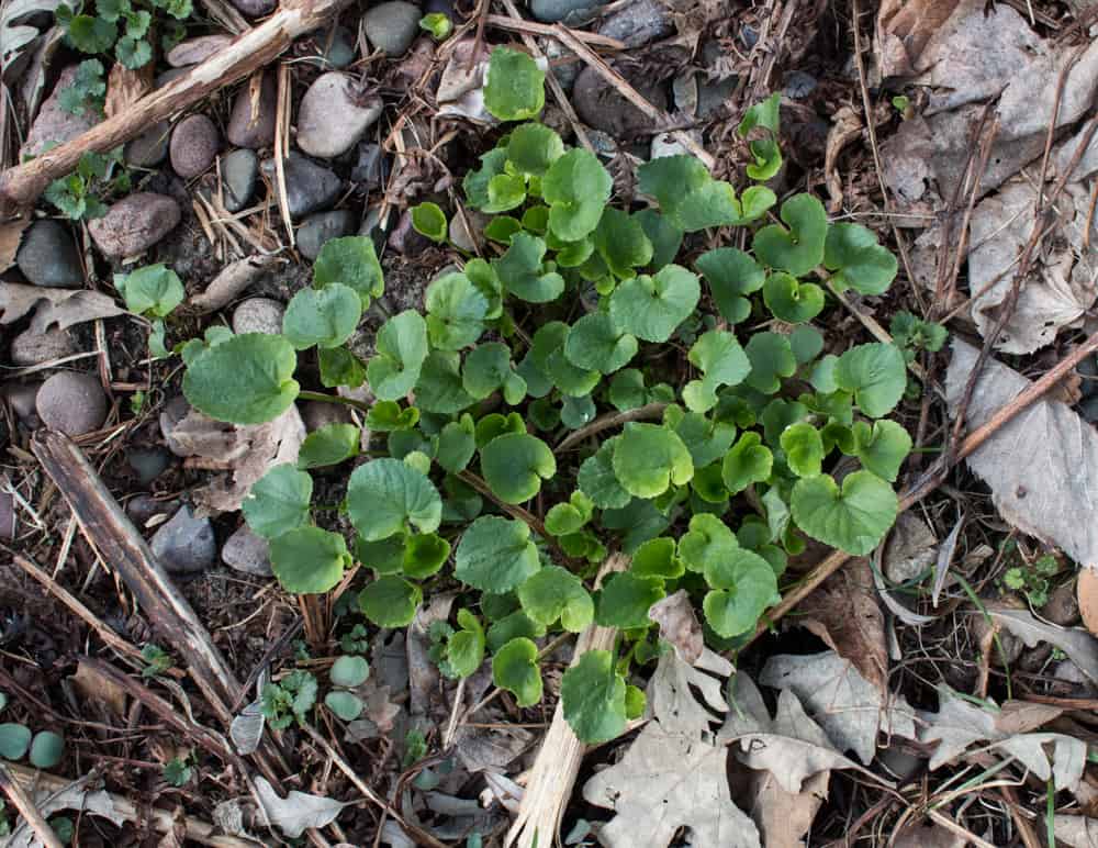 wild edible violets 