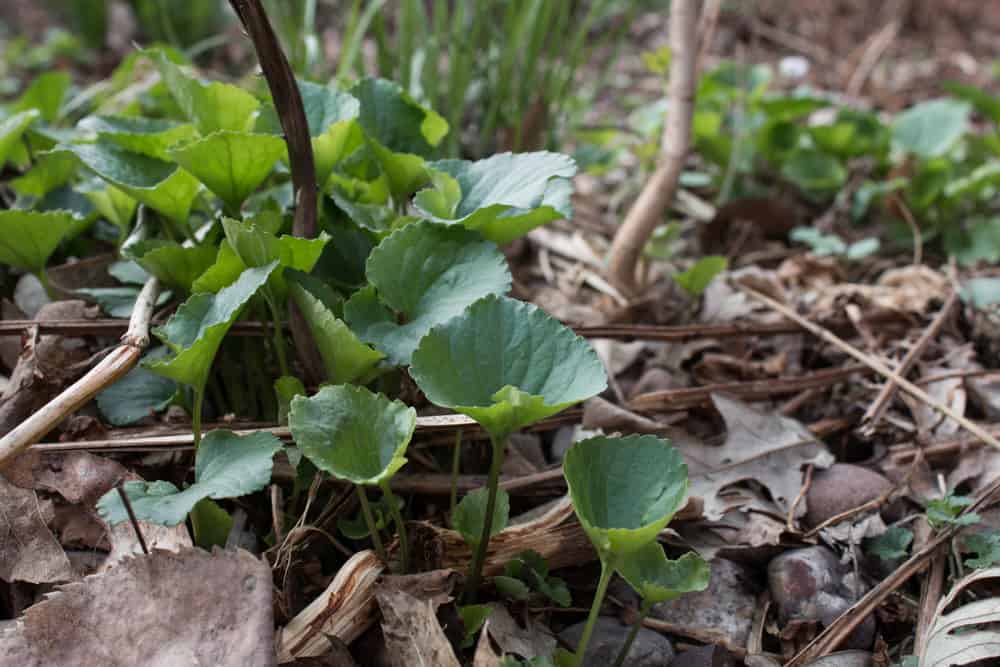 wild edible violets