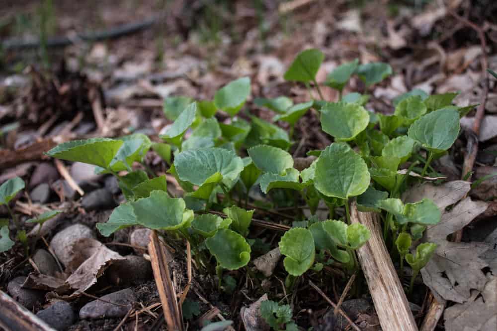 wild edible violets