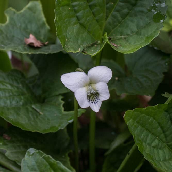 Wild edible violets