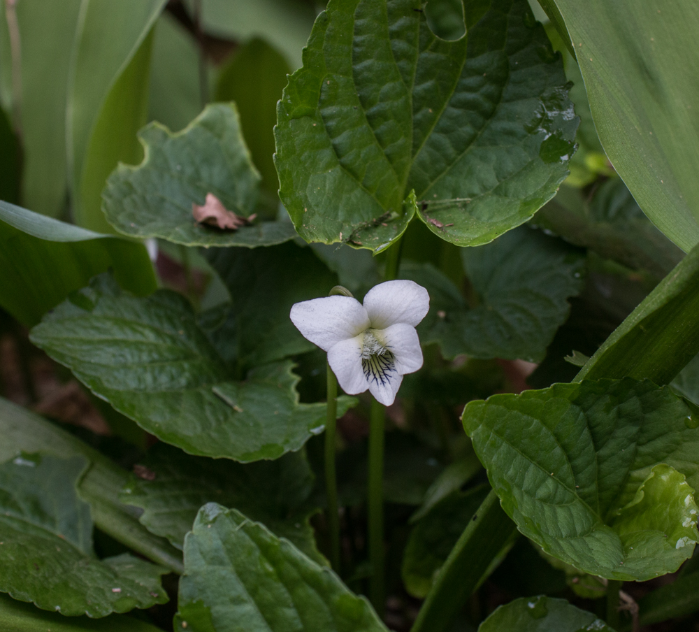 Wild edible violets