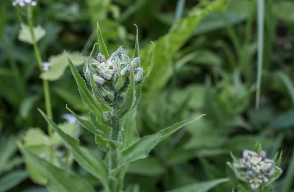 Foraging for edible dames rocket buds / raabs also known as Hesperis matronalis