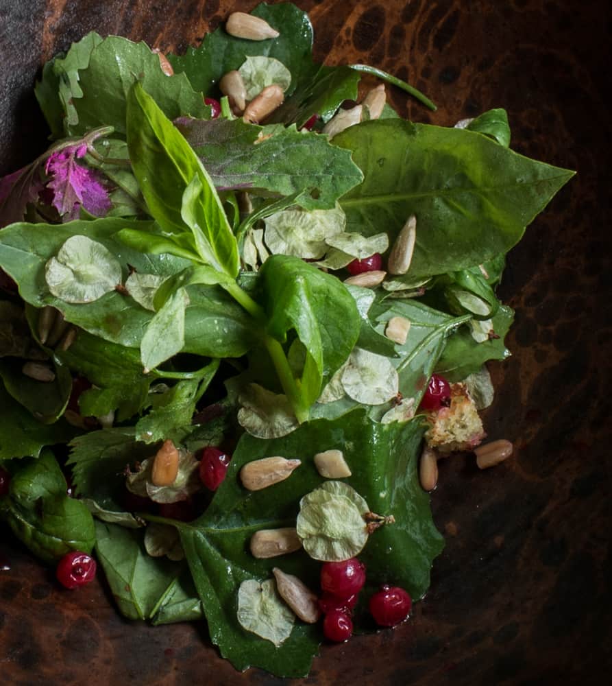 Lamb's quarter and chickweed salad with elm samaras and preserved red currants