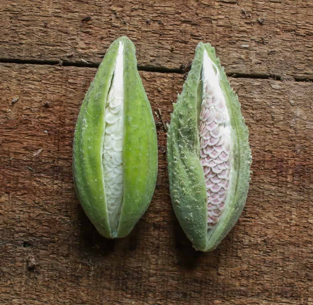 Milkweed pod silk