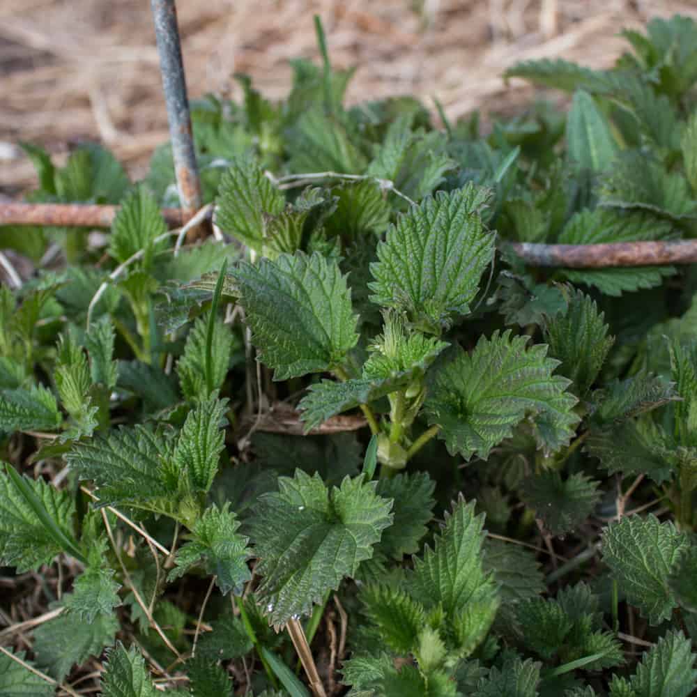 Stinging nettles or Urtica dioica