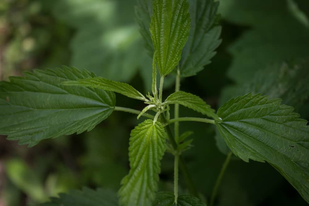 Stinging nettles or Urtica dioica