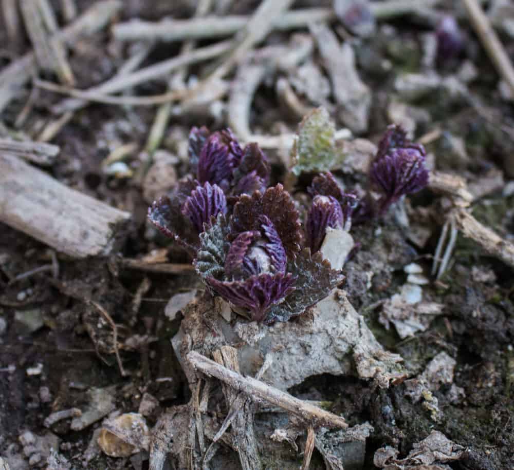 Very Young, Purple Stinging Nettles_