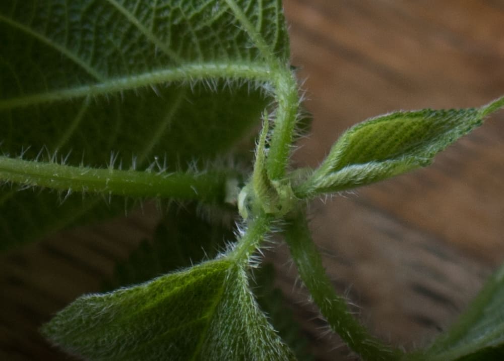 Wood Nettle Stingers