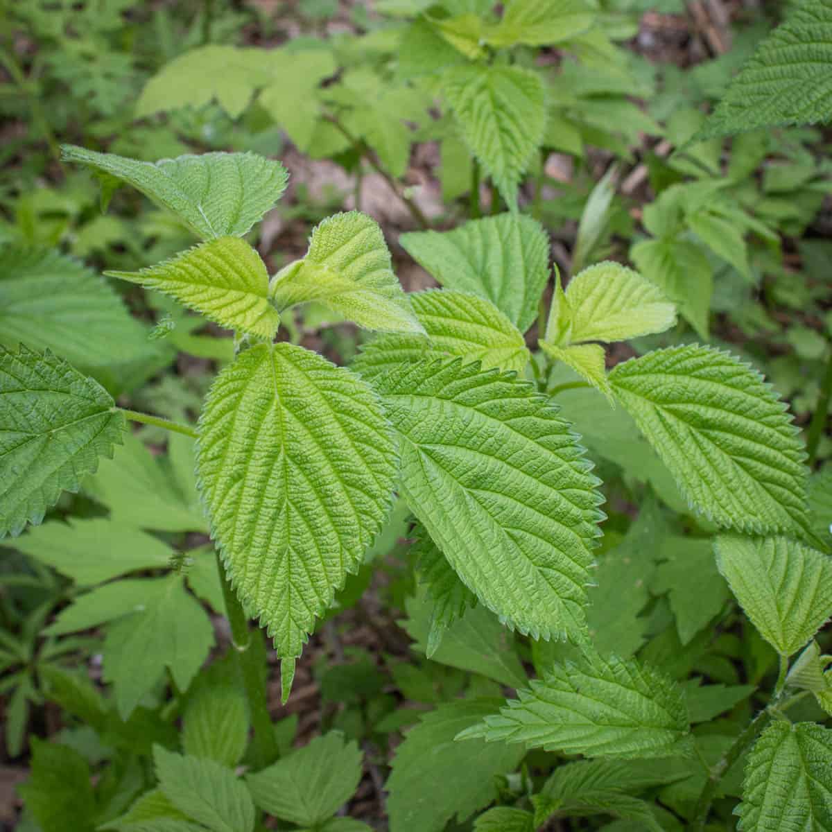 Laportea canadensis, Canadian Wood-Nettle at Toadshade Wildflower Farm