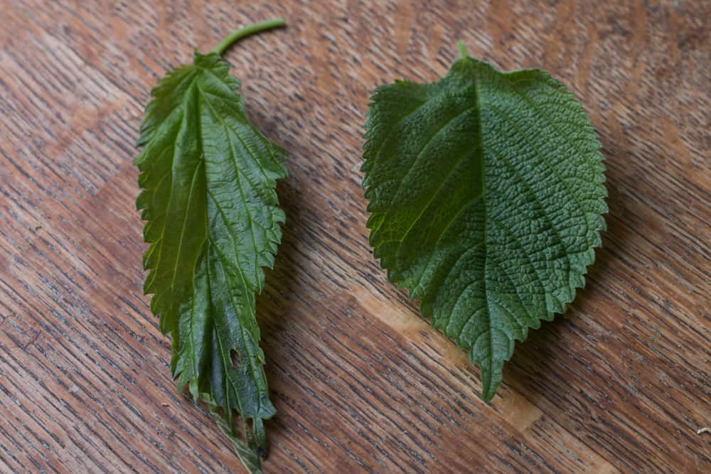 Comparison of wood nettle and stinging nettle leaves