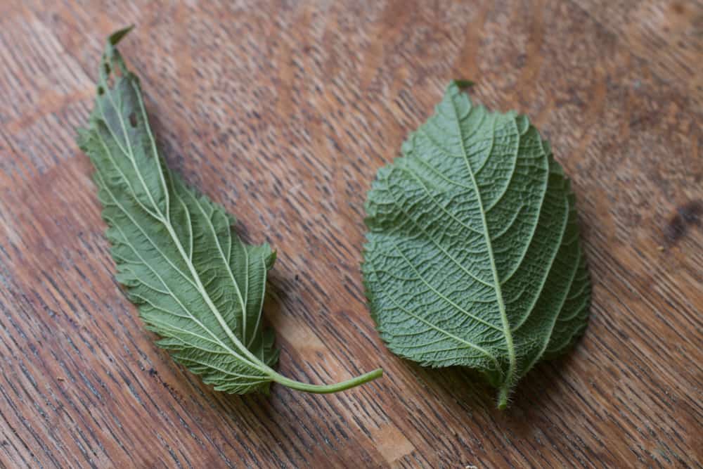 Comparison of wood nettle and stinging nettle leaves